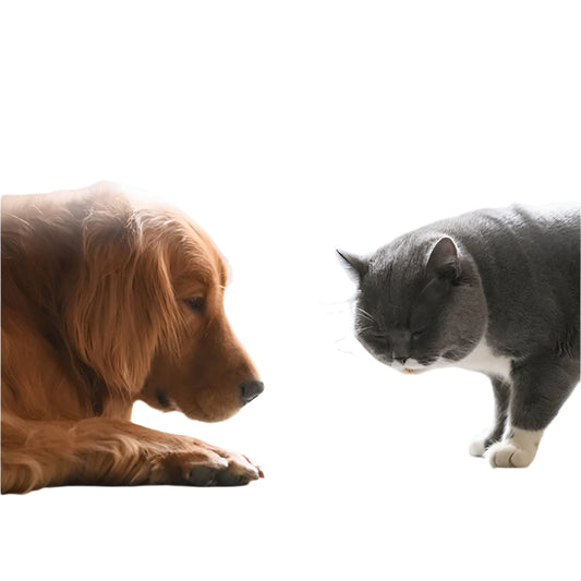 Automatic Crazy Jumping Ball – Fun Pet Chew Toy