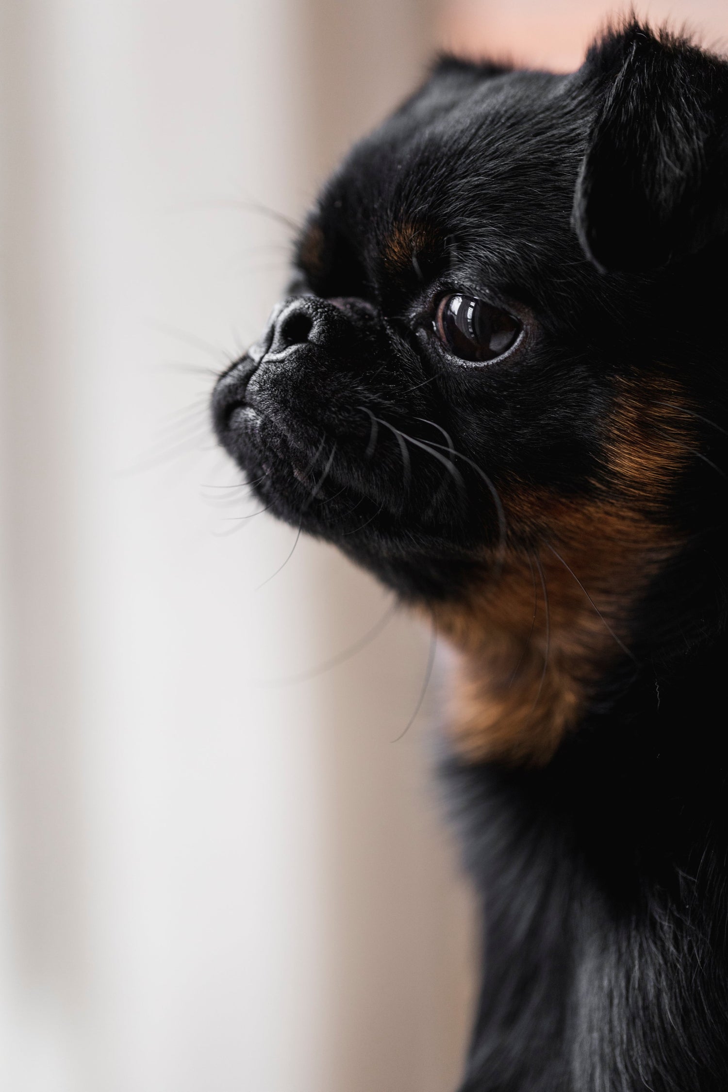 Pet