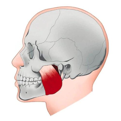 Jawline Trainer Silicone Chew Exerciser Face Muscle Jaw Strength Tool